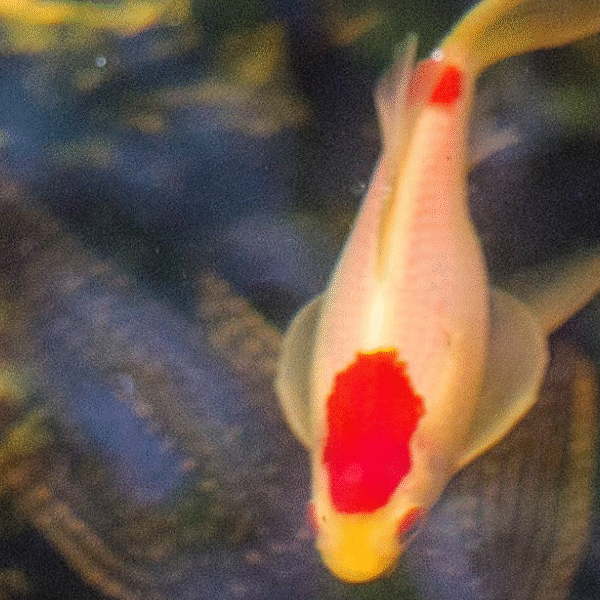 O horário do nascimento e seus segredos astrológicos