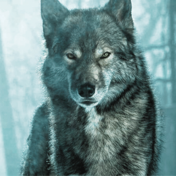 Compêndio da Criação, Entrada #4: A Loba da Névoa – a Fome da Alma