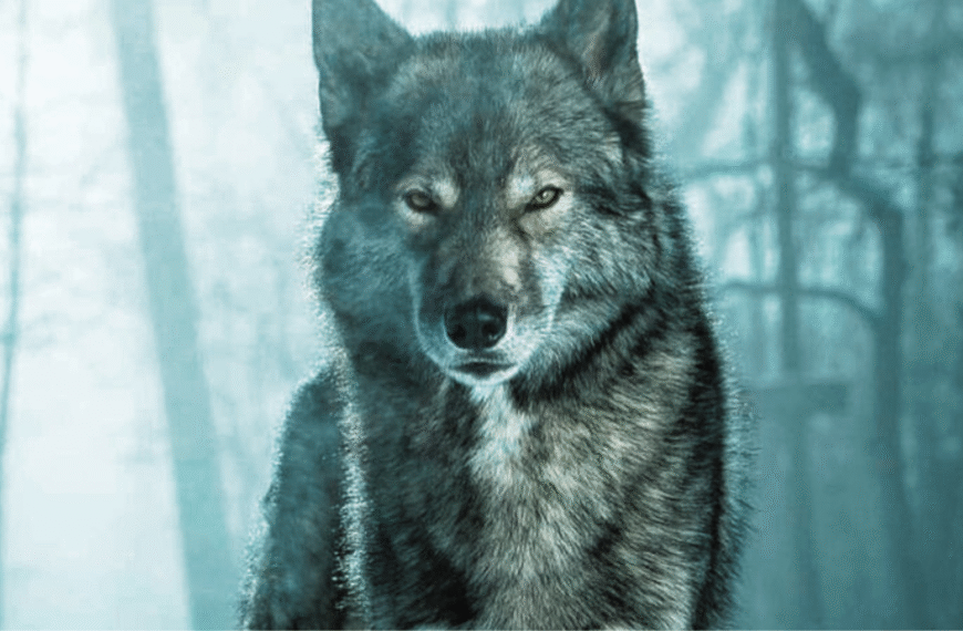 Compêndio da Criação, Entrada #4: A Loba da Névoa – a Fome da Alma