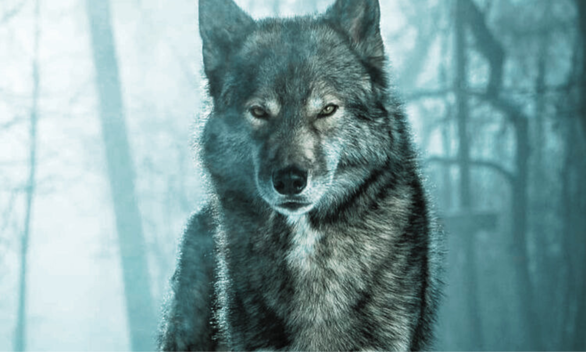 Imagem de referência da Loba da Névoa, figura simbólica de La Bruja