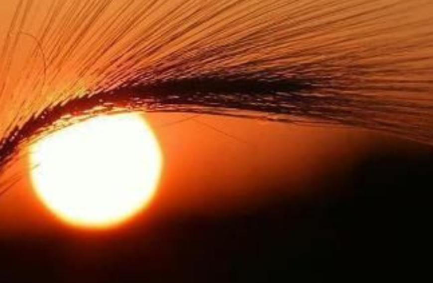 imagem ilustrativa sol nascendo