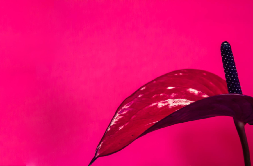 A Transição de Vênus do Fogo de Áries para a Terra de Touro