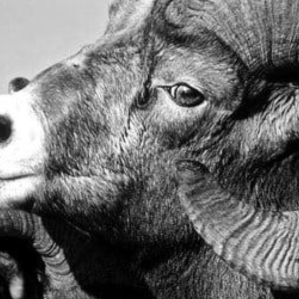 O Cazimi de Saturno em Áries e a Semente do Ciclo Sinódico