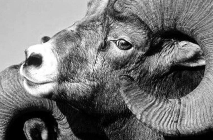 O Cazimi de Saturno em Áries e a Semente do Ciclo Sinódico